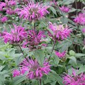 Monarda didyma 'Blue Stocking'